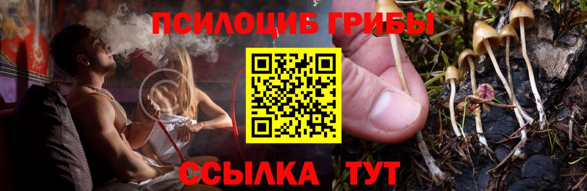 Псилоцибиновые грибы Psilocybe Пятигорск
